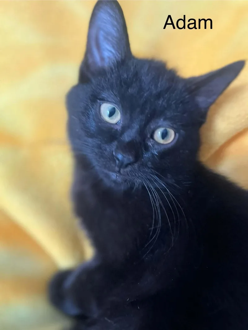 A baby medium-sized male Bombay cat named Adam for adoption in Wyandotte, MI