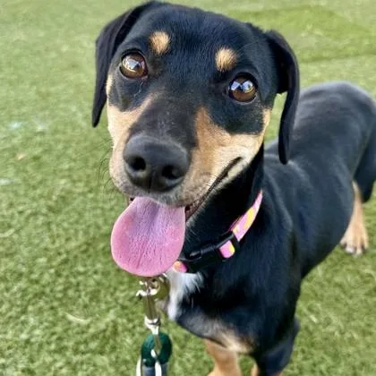 Penelope