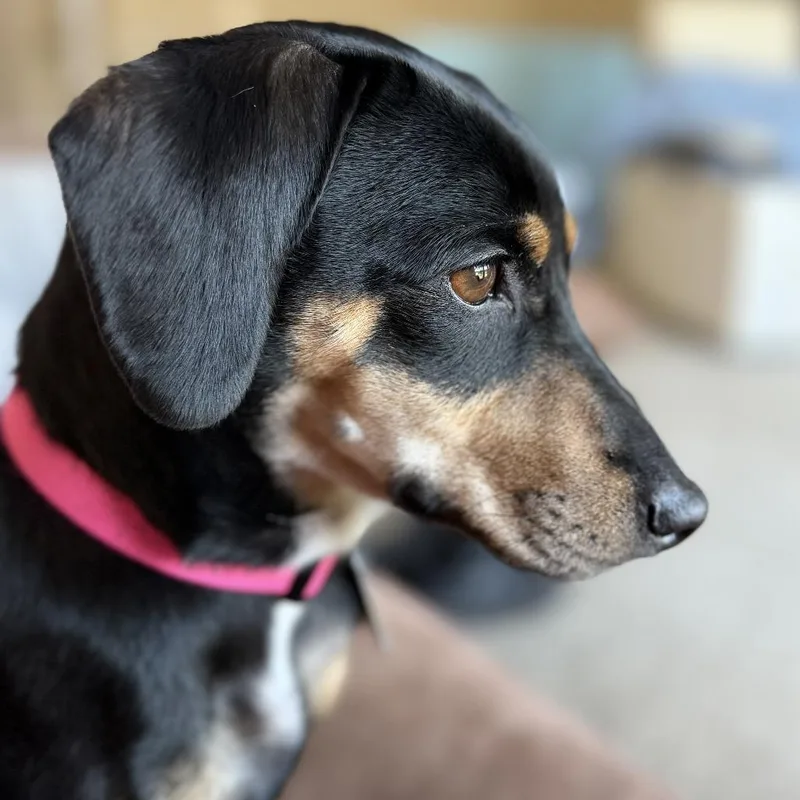 Penelope thumbnail 2