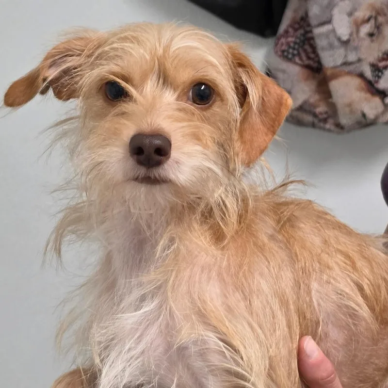 An adult small-sized female Yellow / Tan / Blond / Fawn Mixed Breed dog named Chilie for adoption in Troy, IL