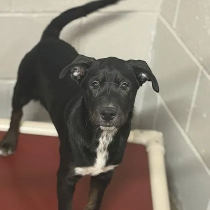 A baby large-sized male Pit Bull Terrier dog named Sitcom for adoption in Sacramento, CA