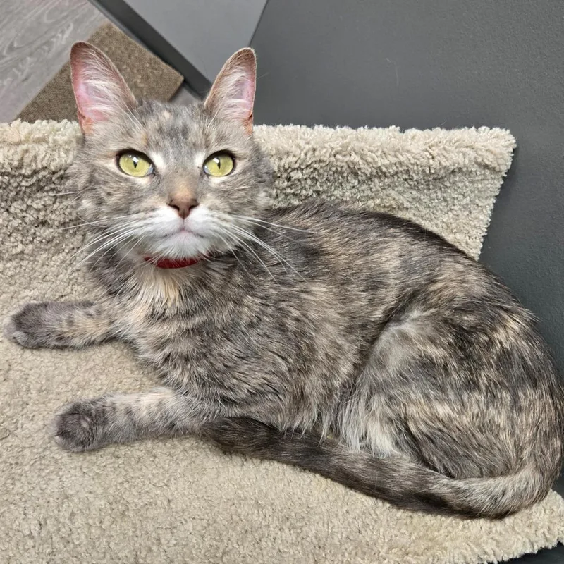 An adult medium-sized female Tortoiseshell Domestic Short Hair cat named Tot for adoption in Hamburg, NY