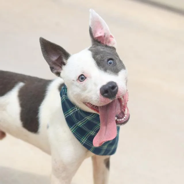 A young medium-sized male American Staffordshire Terrier dog named Jace for adoption in San Antonio, TX