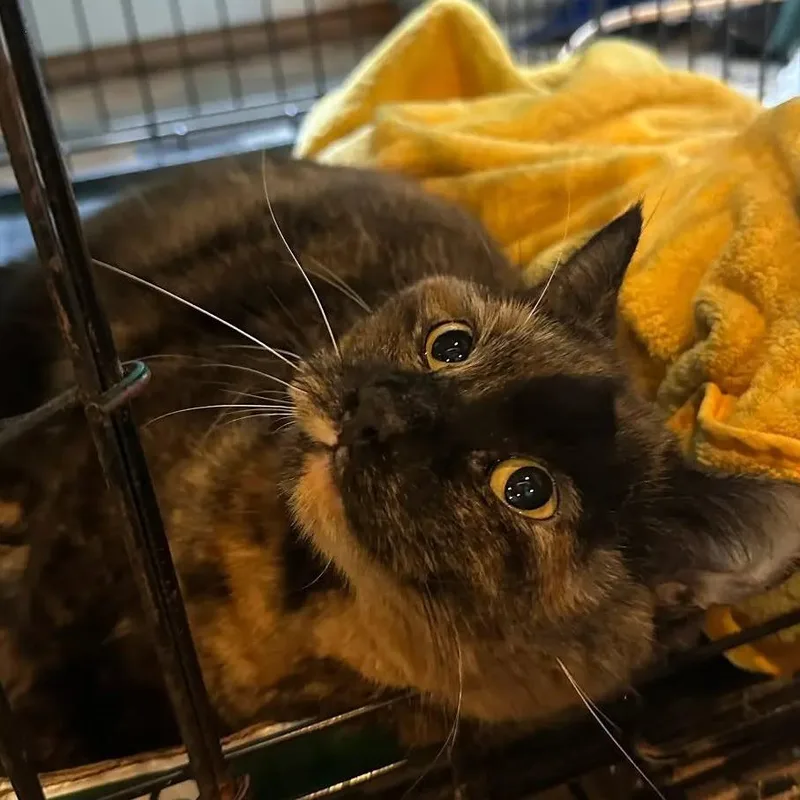 An adult small-sized female Black Domestic Short Hair cat named Bella C for adoption in Princeton, MN