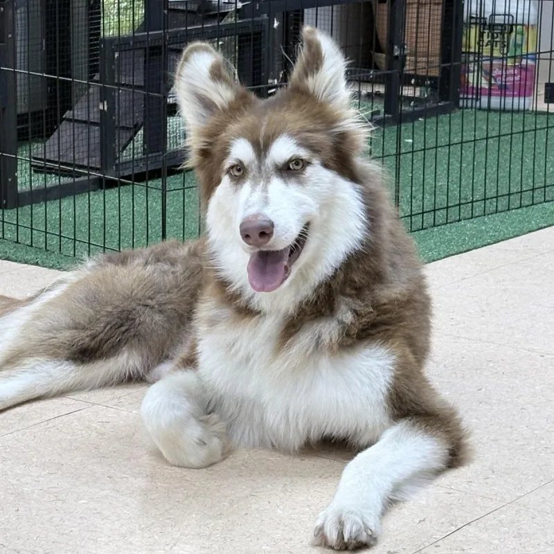 A young medium-sized male Alaskan Malamute dog named Modelo for adoption in Tyler, TX