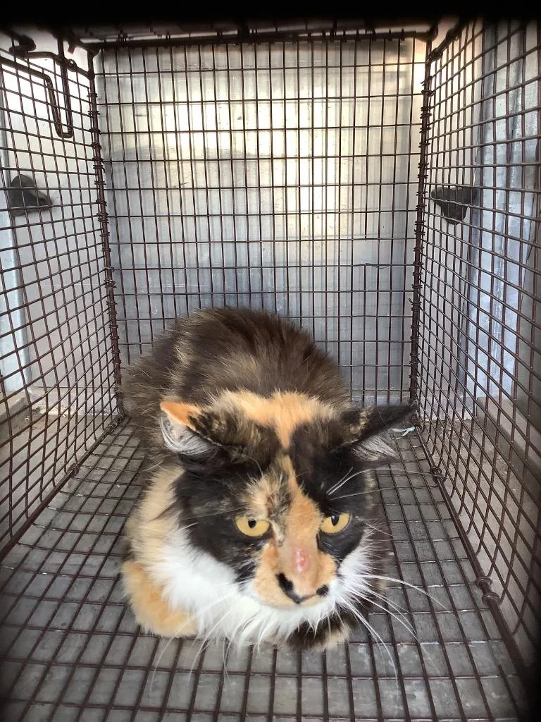 A young small-sized female Domestic Short Hair cat named Pepe for adoption in New Braunfels, TX