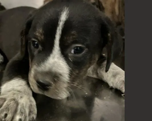 A baby medium-sized male Mixed Breed dog named Rivian for adoption in Dallas, TX