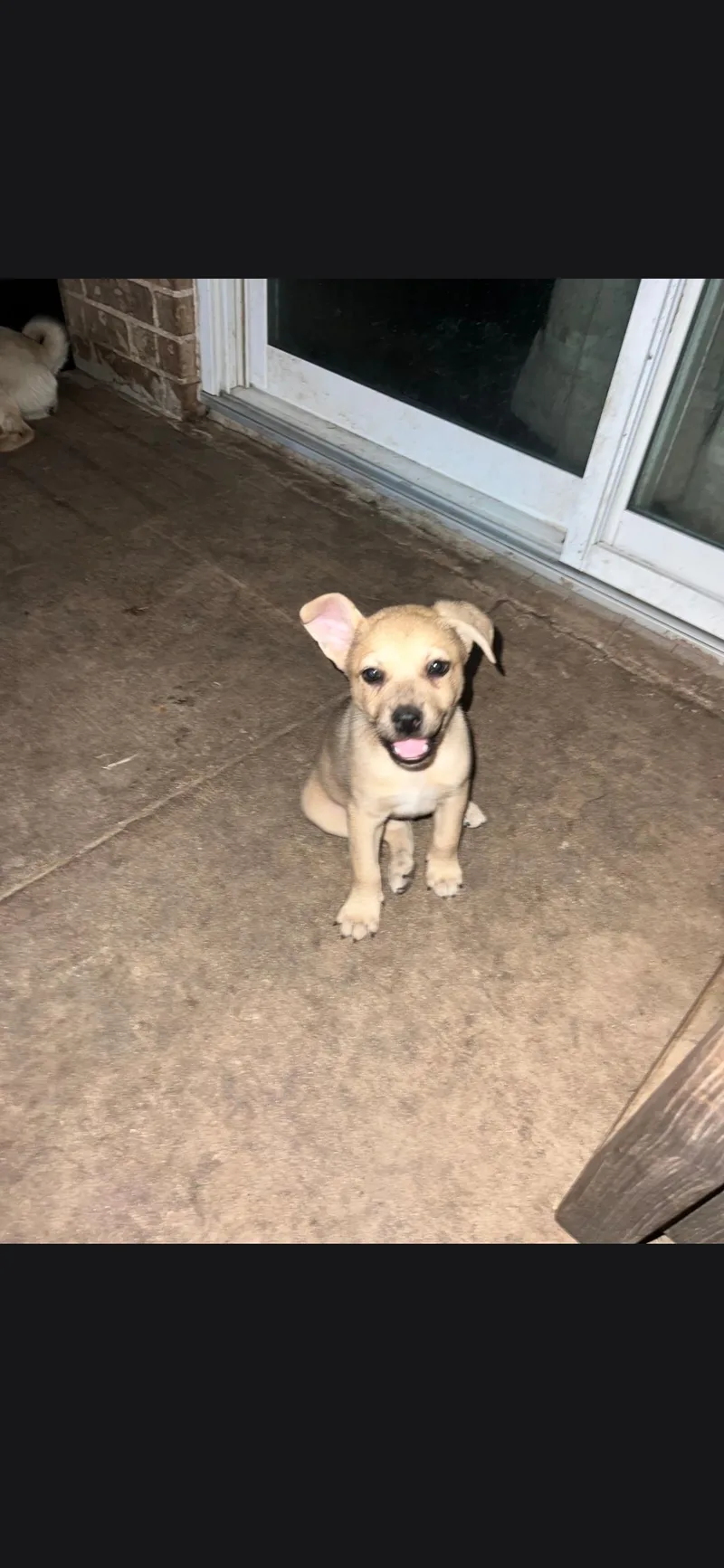 A baby small-sized male Chug dog named Lobo for adoption in Plano, TX