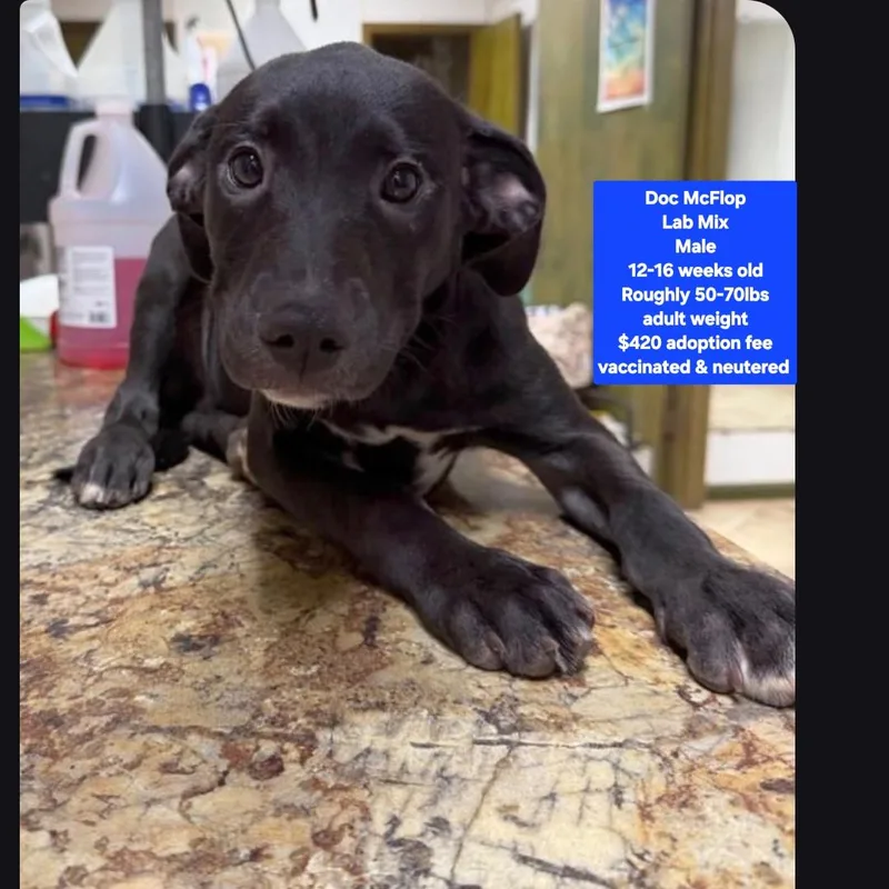 A baby large-sized male Labrador Retriever dog named Doc McFlop for adoption in Oviedo, FL