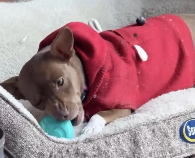 An adult small-sized female American Staffordshire Terrier dog named Pebbles for adoption in Long Island City, NY