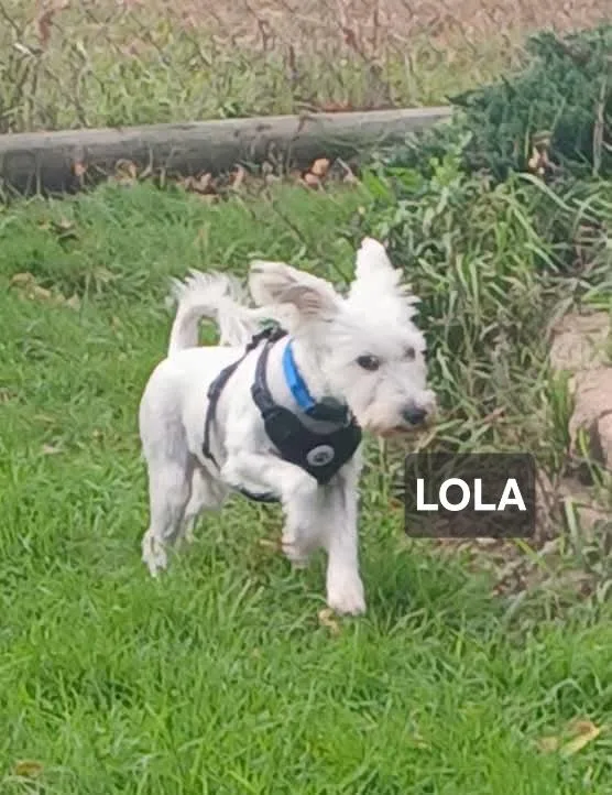 An adult small-sized female West Highland White Terrier / Westie dog named Lola for adoption in Windom, MN
