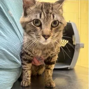 A young medium-sized male Brown / Chocolate Domestic Short Hair cat named Porkypine for adoption in New York, NY