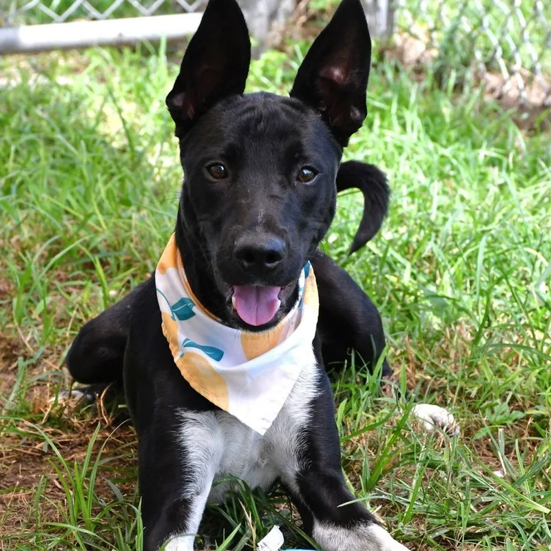 An adult medium-sized male Tricolor (Brown, Black, & White) Labrador Retriever dog named Frank A for adoption in Silsbee, TX