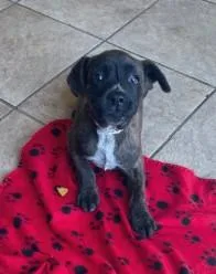 A baby medium-sized male Mixed Breed dog named Biscuit for adoption in West Chester, PA