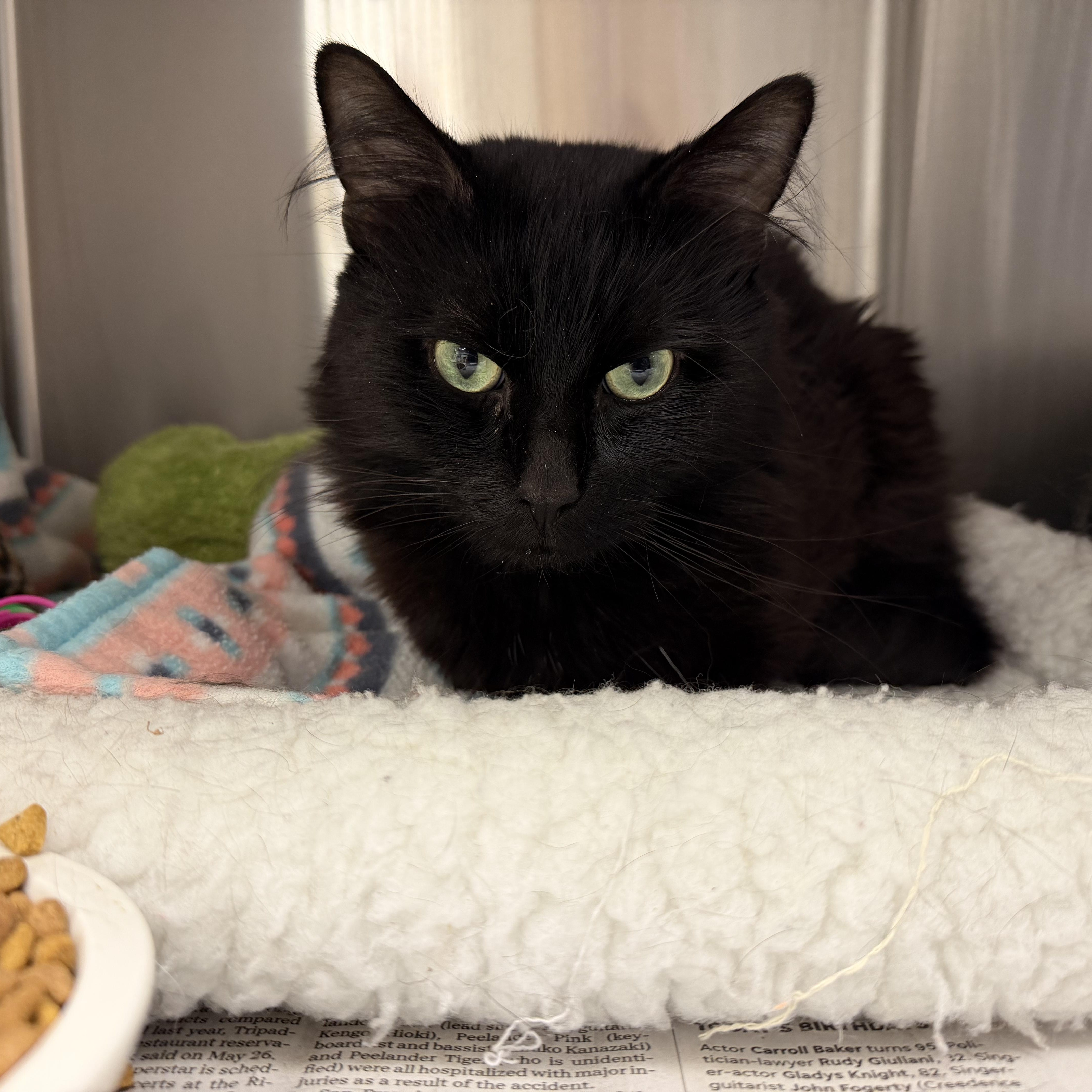 An adult large-sized male Black Domestic Long Hair cat named Stormy and Louie for adoption in North Kingstown, RI
