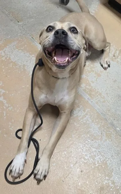 An adult large-sized male American Staffordshire Terrier dog named Duke for adoption in Phoenix, AZ
