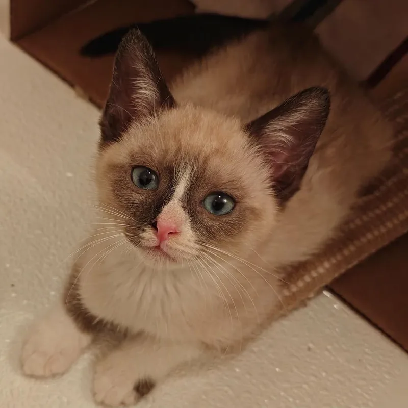 A baby small-sized female Siamese cat named Anastasia for adoption in mount vernon, AR