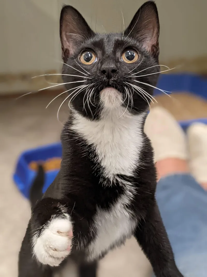 An adult medium-sized female Black & White / Tuxedo Domestic Short Hair cat named Ivy for adoption in Tilton, IL