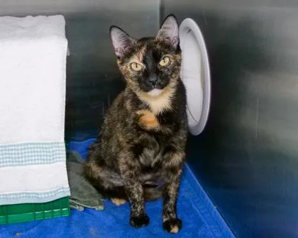 An adult small-sized female Domestic Short Hair cat named Muna for adoption in West Seneca, NY