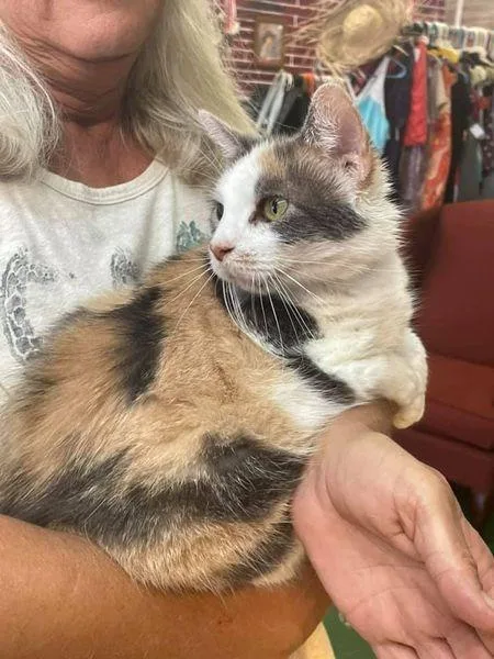 A senior small-sized female Calico cat named Callie for adoption in Olney, IL