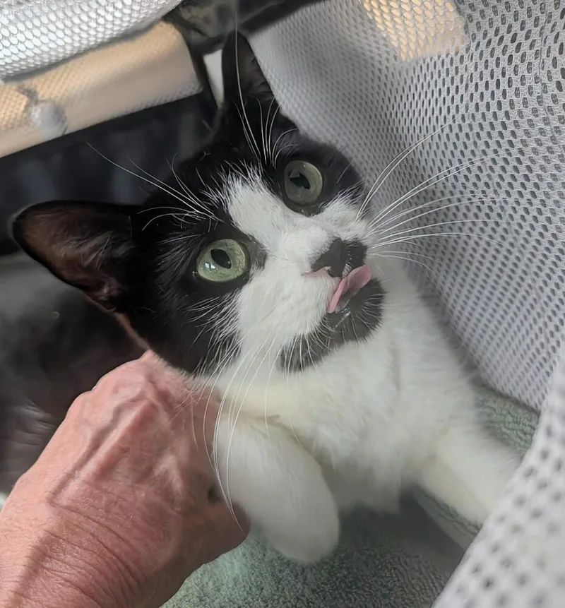 A young medium-sized female Black & White / Tuxedo Domestic Short Hair cat named Sabrina for adoption in Louisa, VA