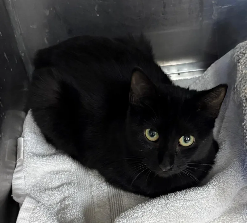 A young medium-sized female Domestic Short Hair cat named Trixie for adoption in Little Rock, AR