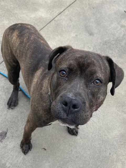 A young large-sized male Cane Corso dog named Hokey Pokey for adoption in Aliquippa, PA