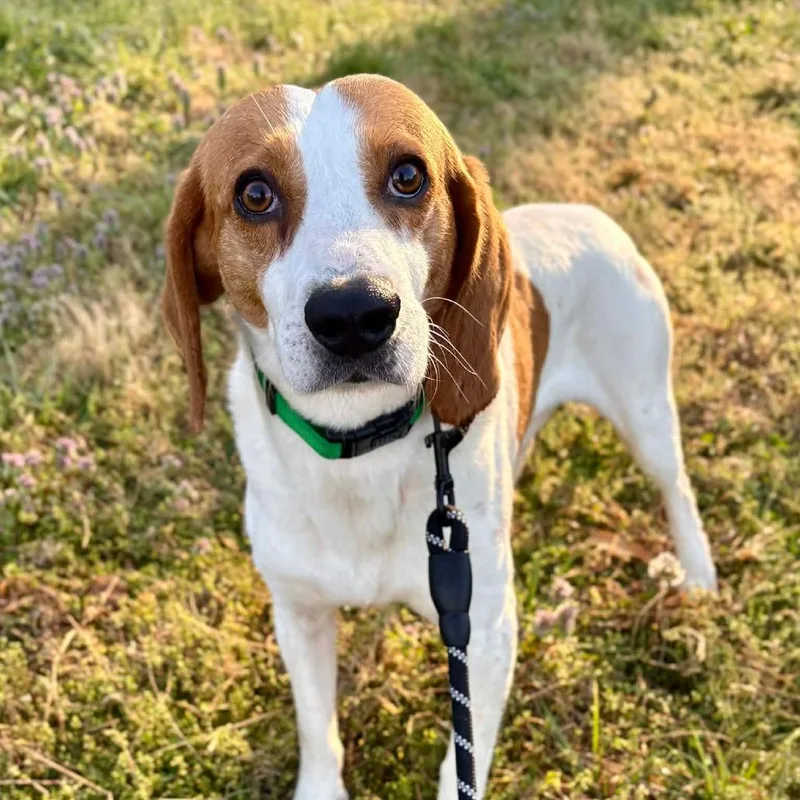 An adult medium-sized male White / Cream Hound dog named Archer for adoption in Fairfax Station, VA