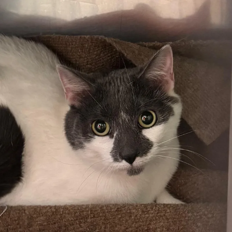 An adult medium-sized female Gray / Blue / Silver Domestic Short Hair cat named Phoebe for adoption in Lakewood, CO