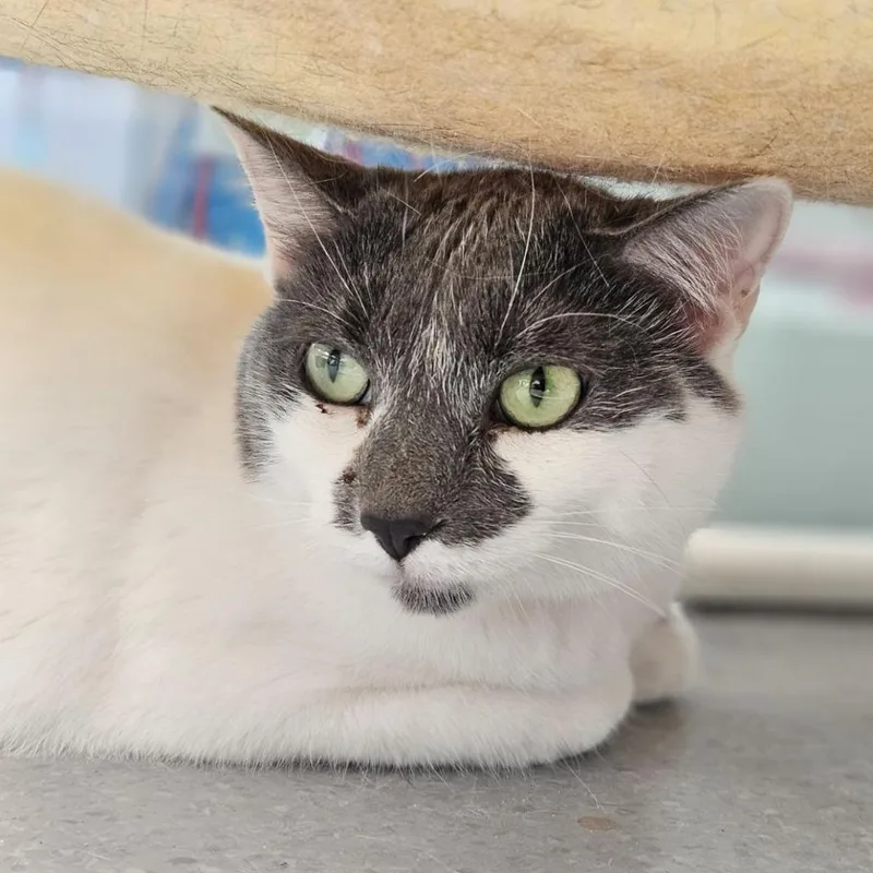 Phoebe thumbnail 2