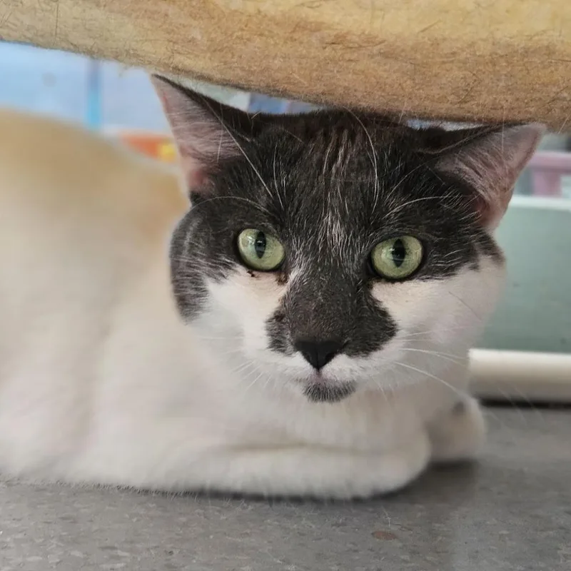 Phoebe thumbnail 3