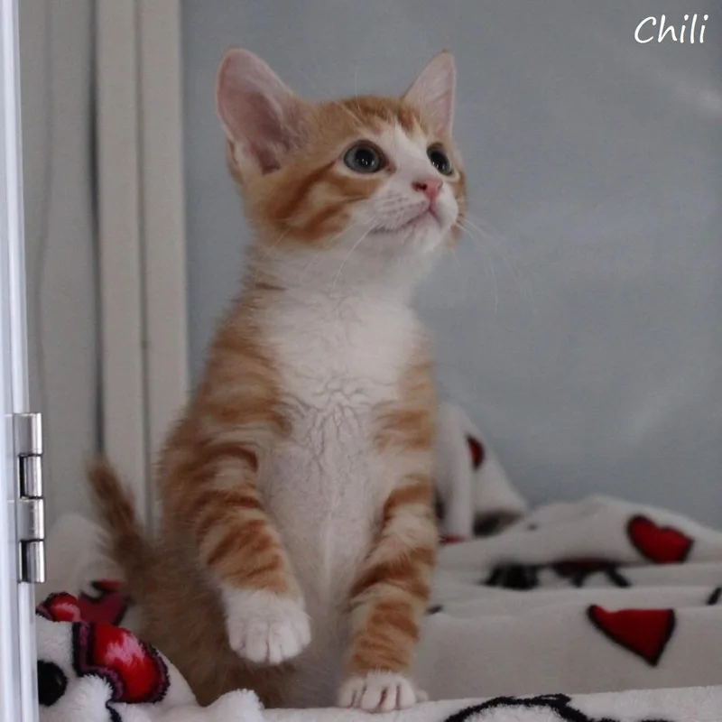 Chili