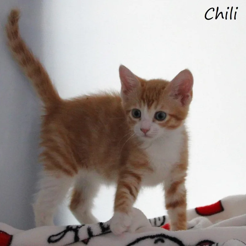Chili thumbnail 2
