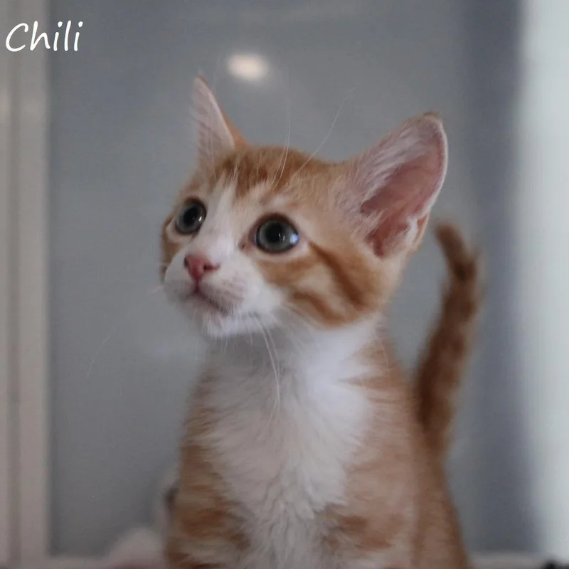 Chili thumbnail 3