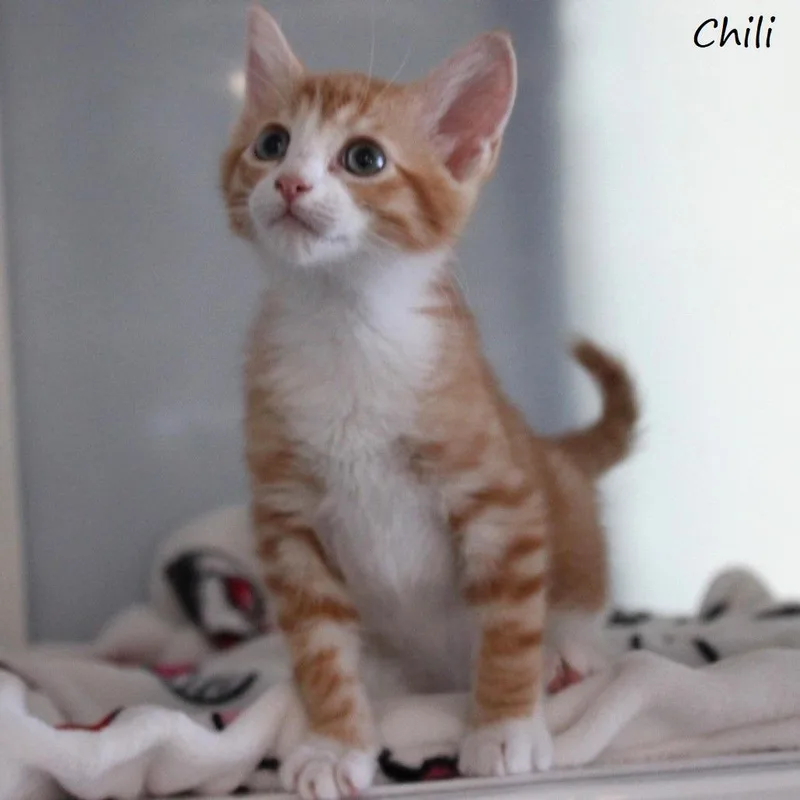 Chili thumbnail 4