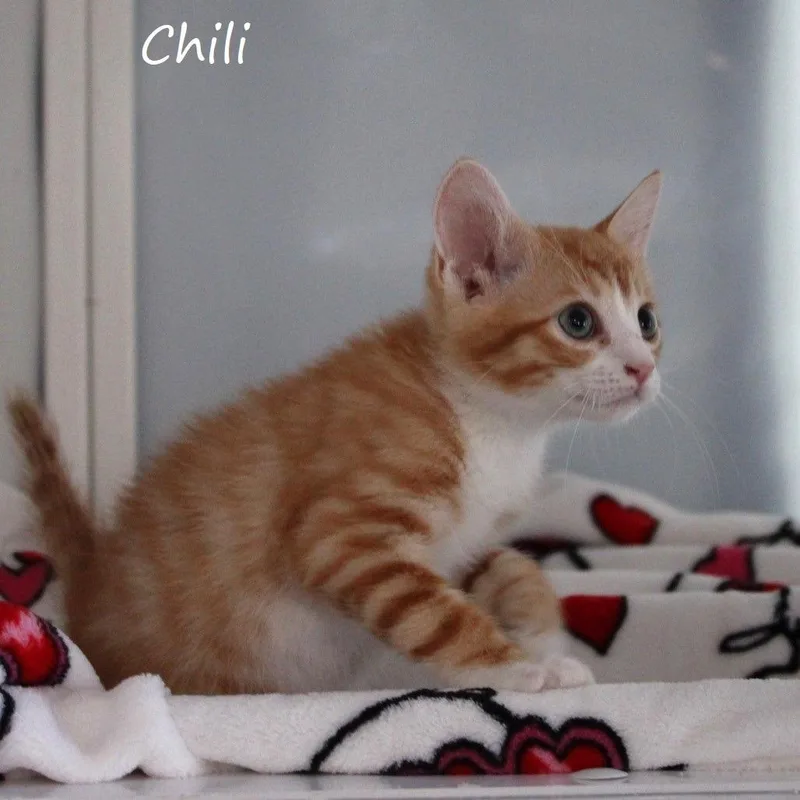 Chili thumbnail 5