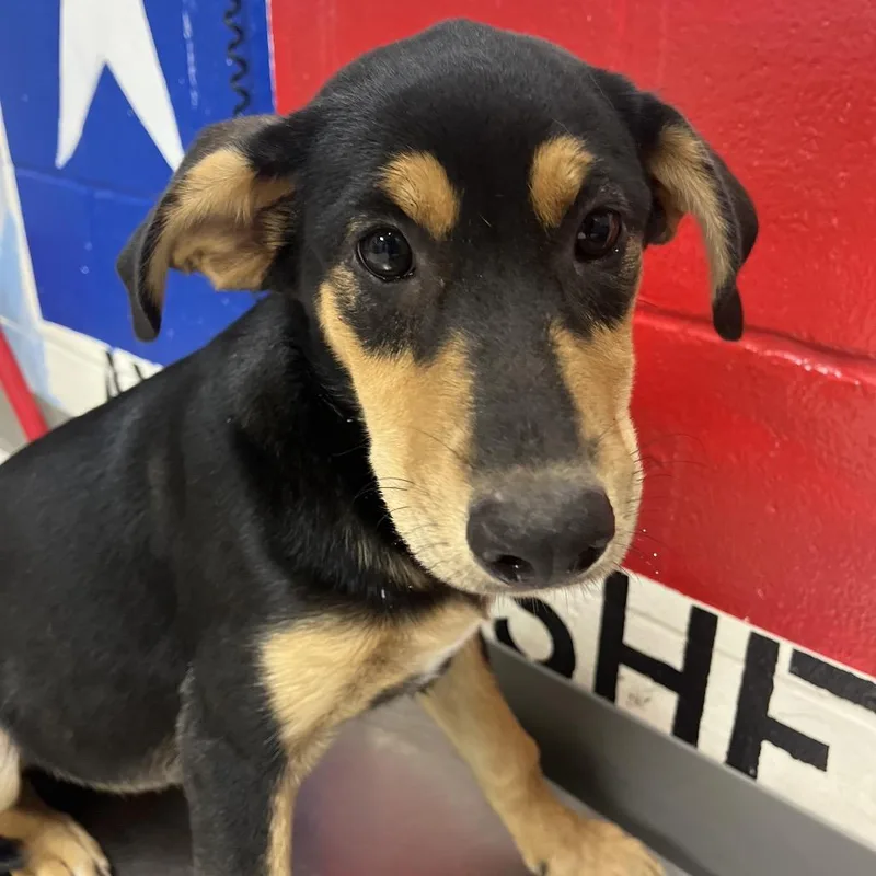A baby medium-sized female Black Mixed Breed dog named Cornelia for adoption in Lufkin, TX