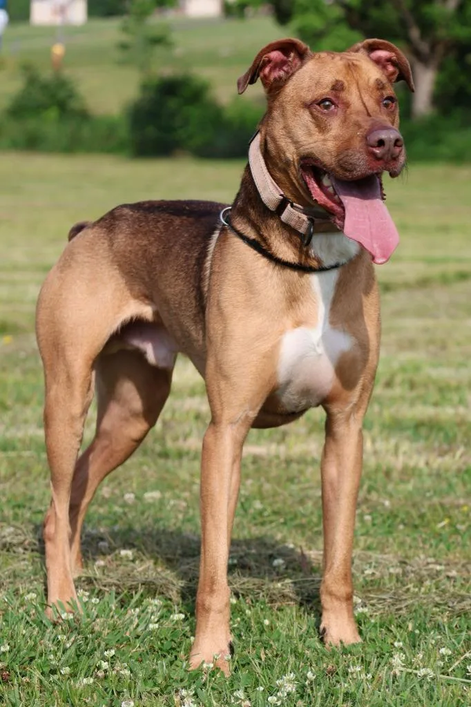 An adult medium-sized male Mixed Breed dog named Otis for adoption in Columbia, TN
