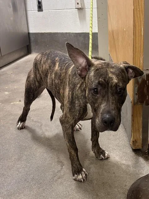 A young medium-sized female Pit Bull Terrier dog named Barbie for adoption in Upper Marlboro, MD
