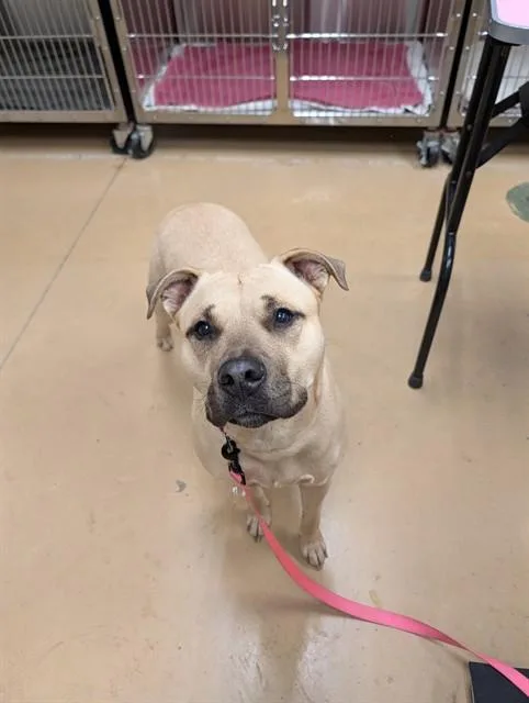 A young large-sized female Pit Bull Terrier dog named Honey for adoption in Minneapolis, MN
