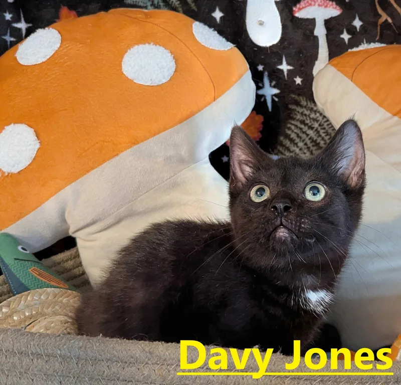 A young small-sized male Black Domestic Short Hair cat named Davy Jones for adoption in Seven Valleys, PA