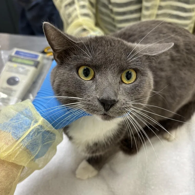 An adult medium-sized male Gray / Blue / Silver Domestic Short Hair cat named Spengler for adoption in Evanston, IL