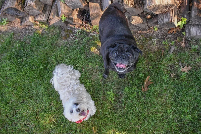 An adult medium-sized female Maltese dog named Jewel & Bowie for adoption in Pelham, MA