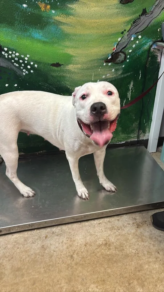 A young large-sized female American Staffordshire Terrier dog named Syrup for adoption in New Braunfels, TX