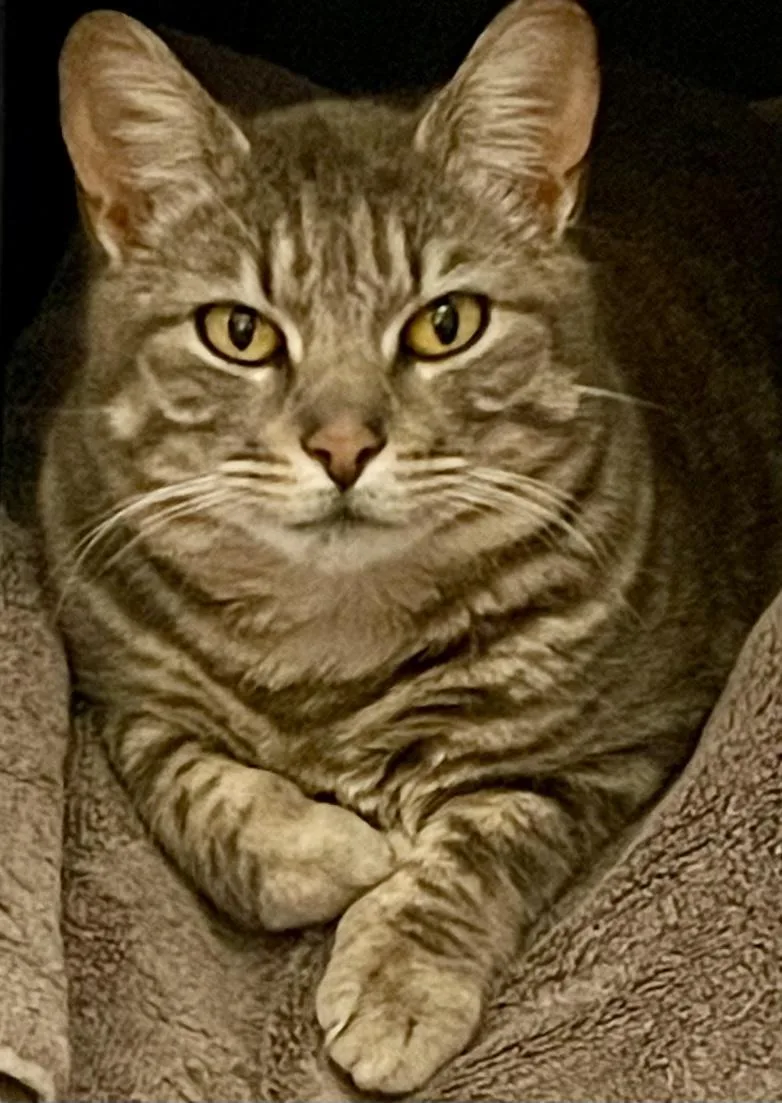 An adult medium-sized male Tabby (Tiger Striped) Domestic Short Hair cat named Valentine for adoption in Victor, NY