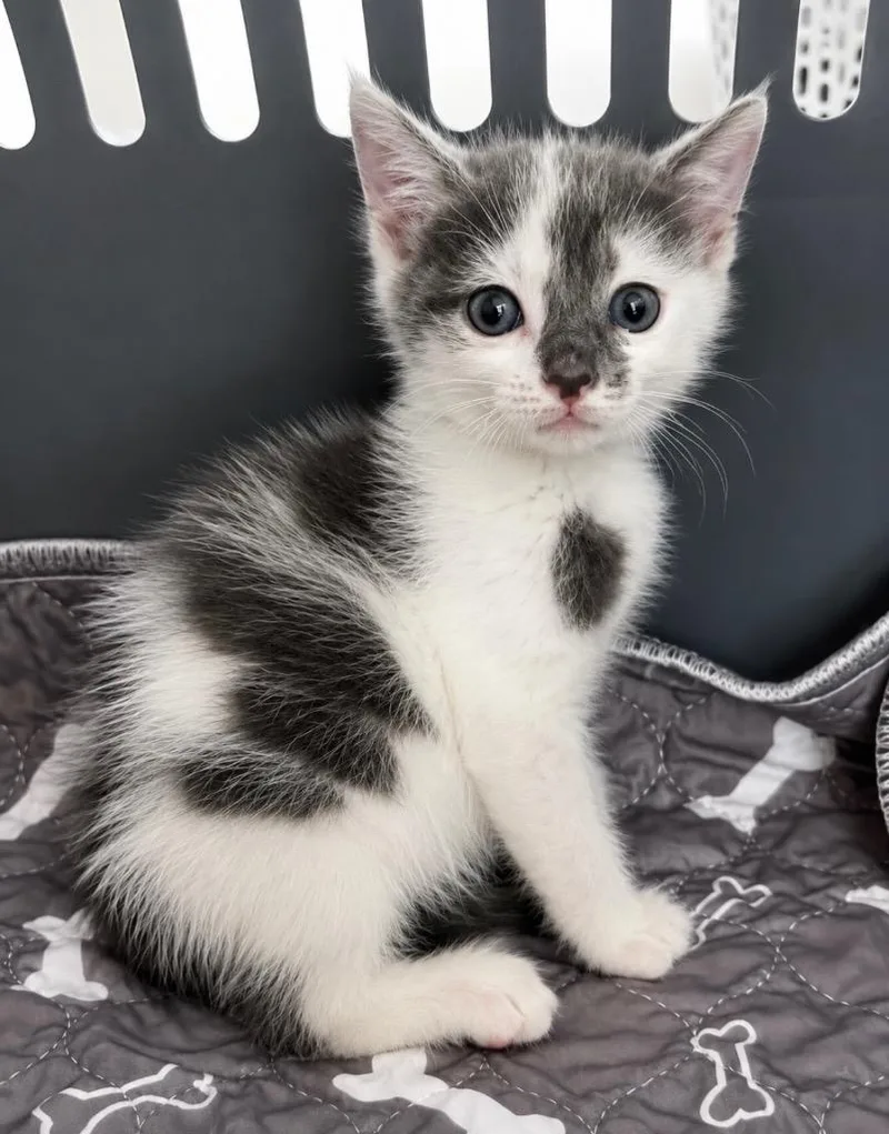 A baby large-sized male Domestic Short Hair cat named Charlie for adoption in warrenville, SC