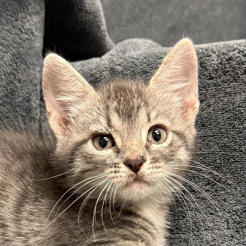 A baby medium-sized male Domestic Short Hair cat named Ni for adoption in Brenham, TX