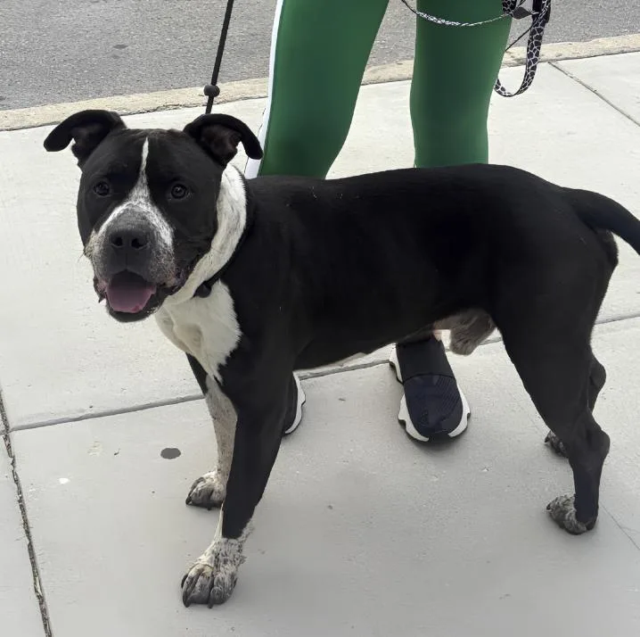 A young medium-sized male Bicolor Pit Bull Terrier dog named Propeller for adoption in Naperville, IL