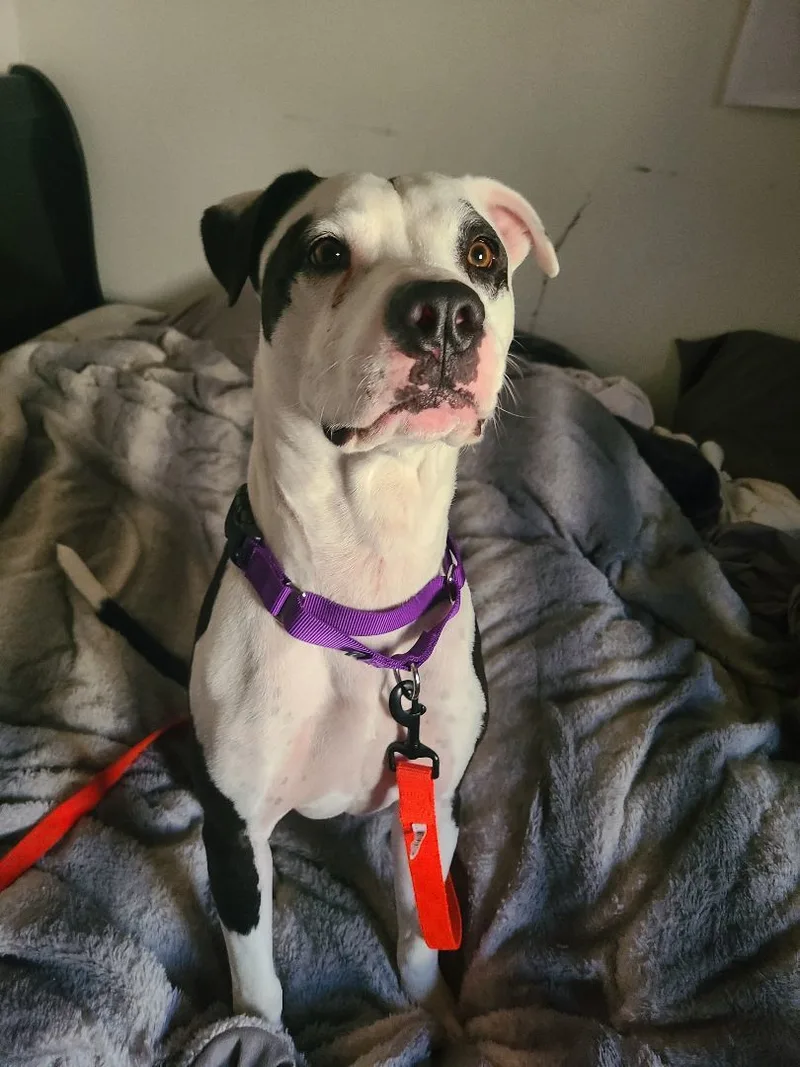 Marshall thumbnail 3