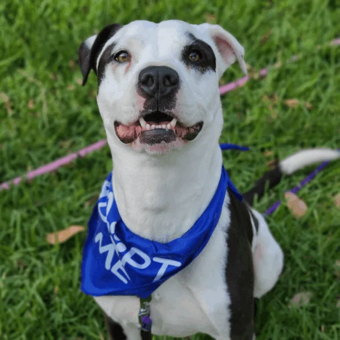 Marshall thumbnail 4